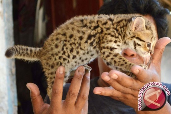 Kebun binatang Jambi tambah koleksi satwa