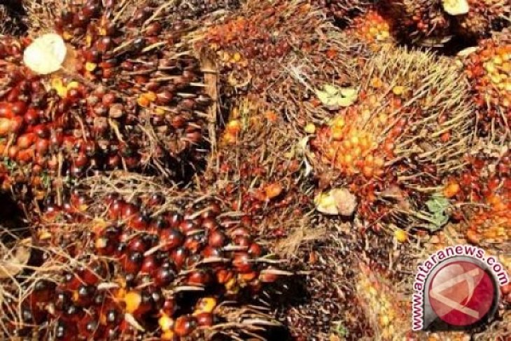 Harga CPO Jambi naik tipis