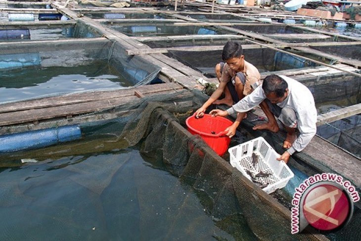 Investor Siap Kembangkan Perikanan Bangka Barat