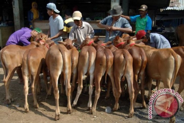 Rencana Impor Sapi Bunting