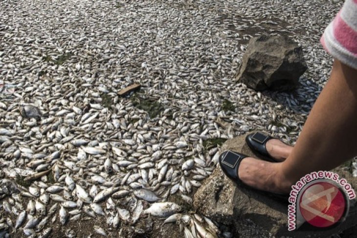 Ikan Mati di Pantai Ancol