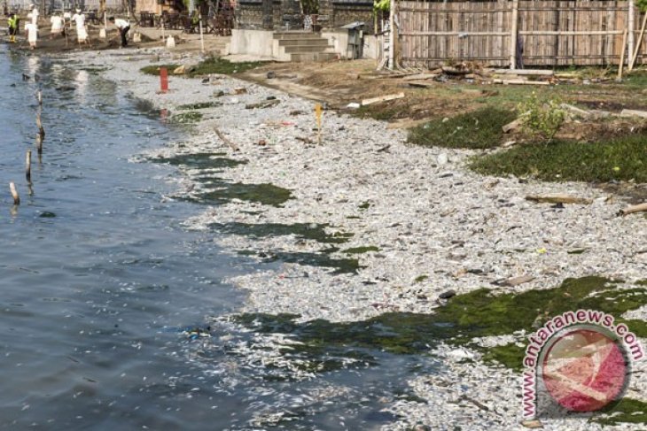 Ikan Mati di Pantai Ancol