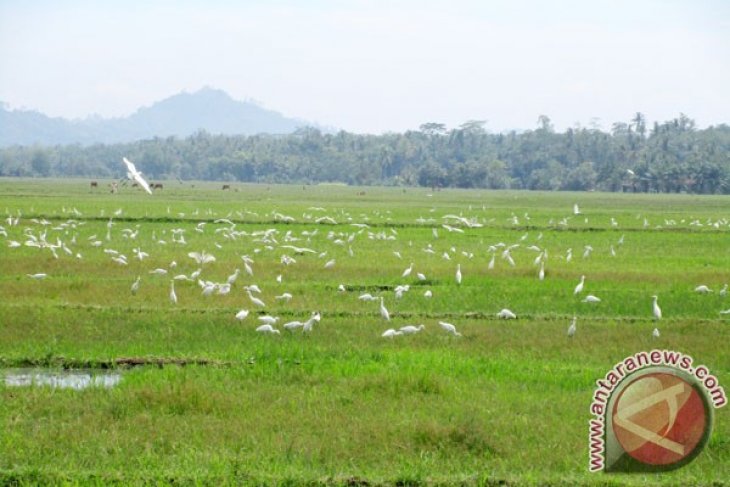 Kawanan Burung Putih