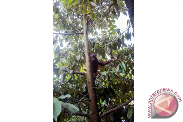 Evakuasi Orangutan di Ketapang
