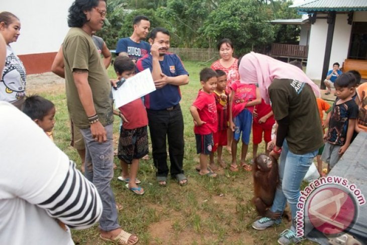 Evakuasi Orangutan di Ketapang