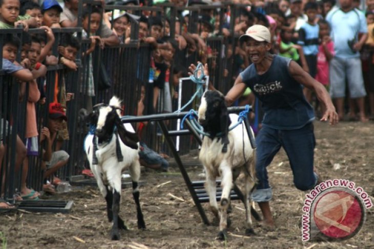 Kerapan Kambing 