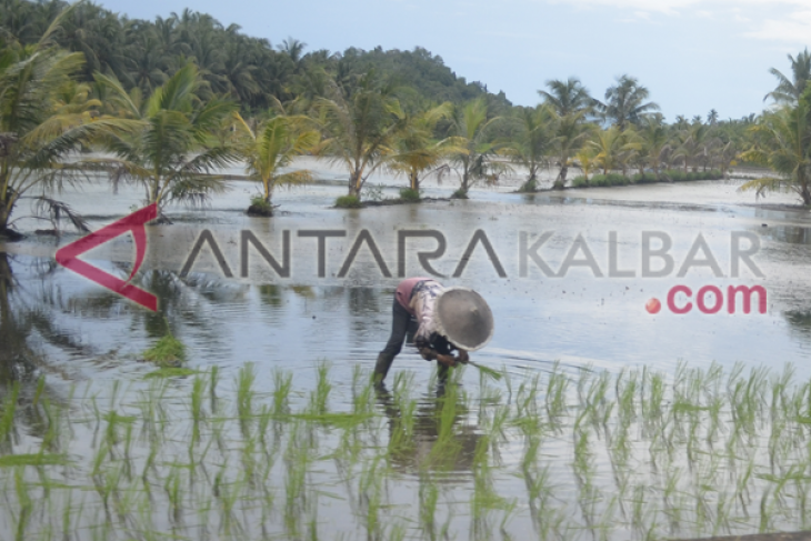 Warga Sebawak Terima Bibit Padi Unggul