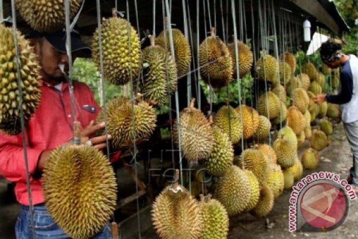 Permintaan Buah Durian Nasional