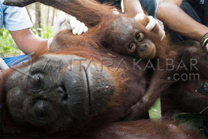 Evakuasi Orangutan Korban Kebakaran