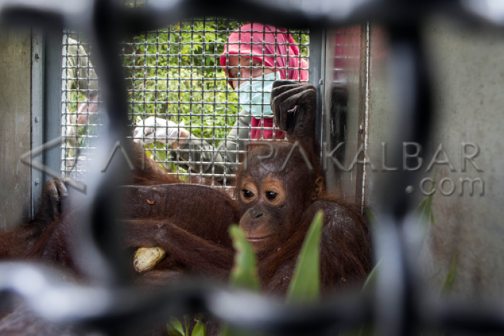Evakuasi Orangutan Korban Kebakaran