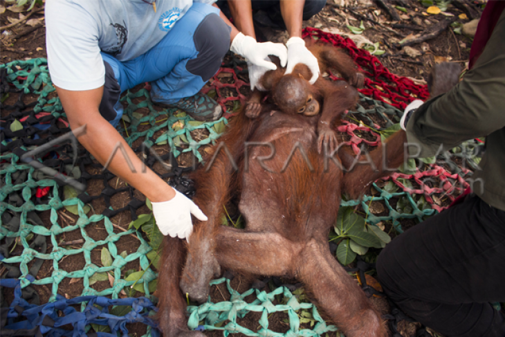 Evakuasi Orangutan Korban Kebakaran