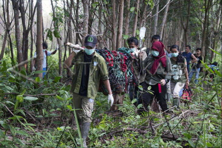 Evakuasi Orangutan Korban Kebakaran