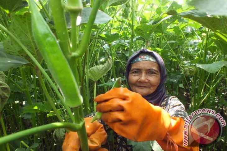 Panen Sayuran Okra