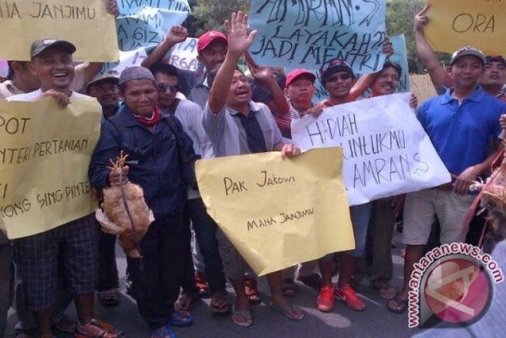 Peternak Keluhkan Jagung Langka 