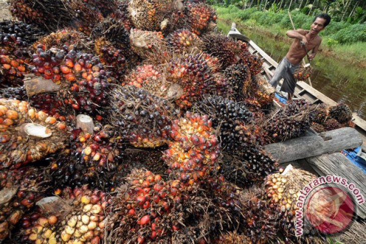 CPO price in Jambi records rise of Rp133 per kilogram