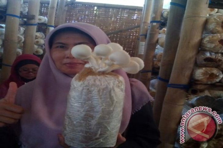 Kegiatan Nasa Terganggu Jamur