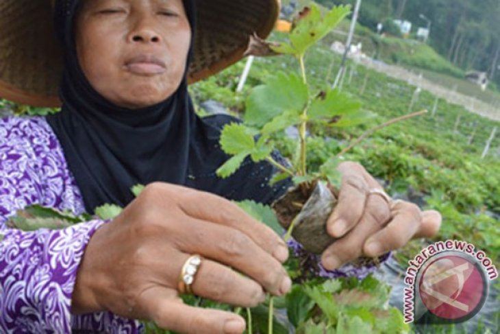 Pembibitan Strawberry Teknik Sulur