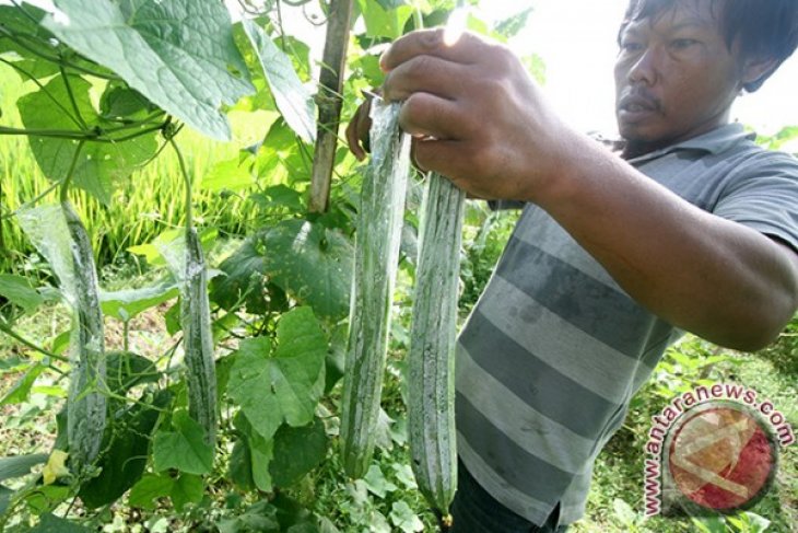 Harga Sayur Gambas Naik