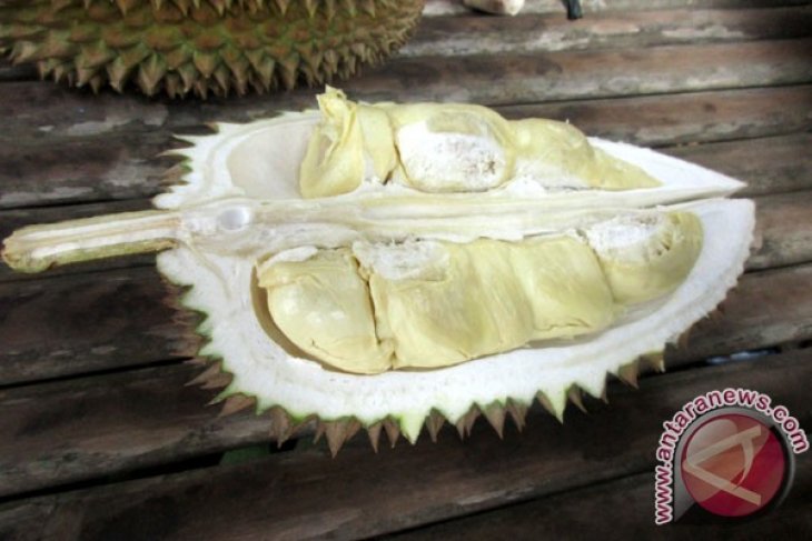 Durian Bogor