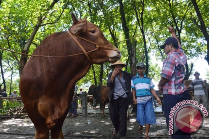 Target Produksi Daging