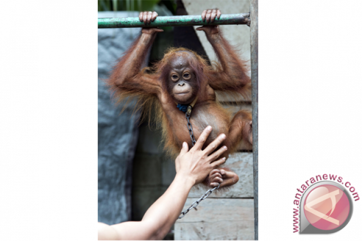 Evakuasi Orangutan Manis Mata