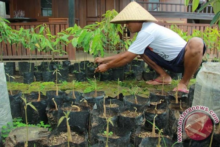 Kembarian Durian Merah Banyuwangi