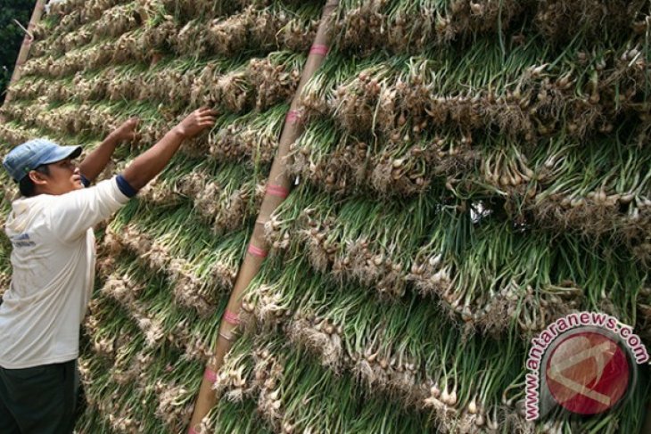 Pembuatan Bibit Bawang Merah