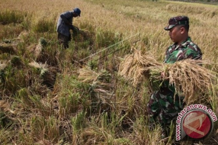 Penggunaan Pupuk Organik Agrodyke