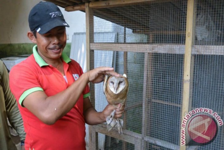 Burung Hantu