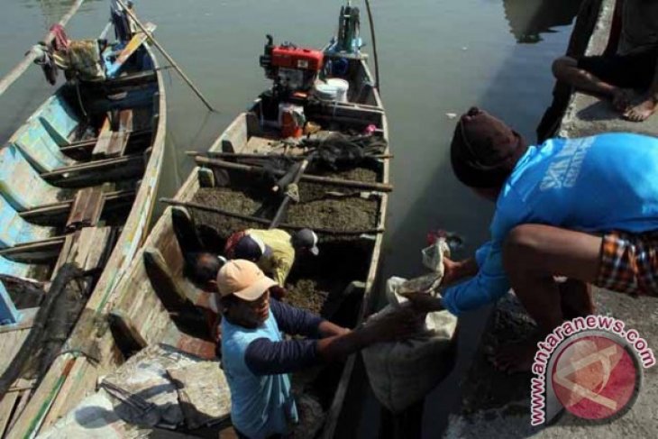 Harga Kupang Laut Naik