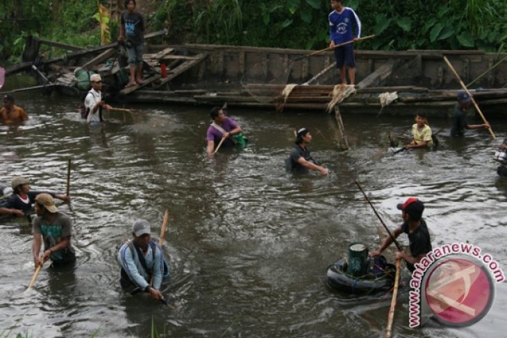 Cari Ikan Mabuk di Sungai