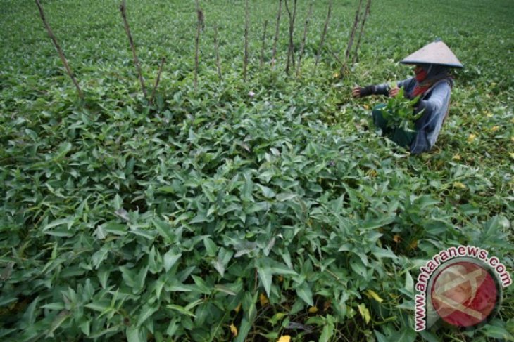 Harga Kangkung Naik