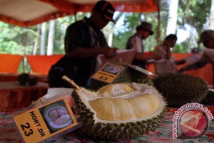 Kontes Durian Trenggalek