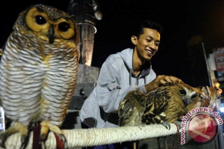 Populasi Burung Hantu Menurun