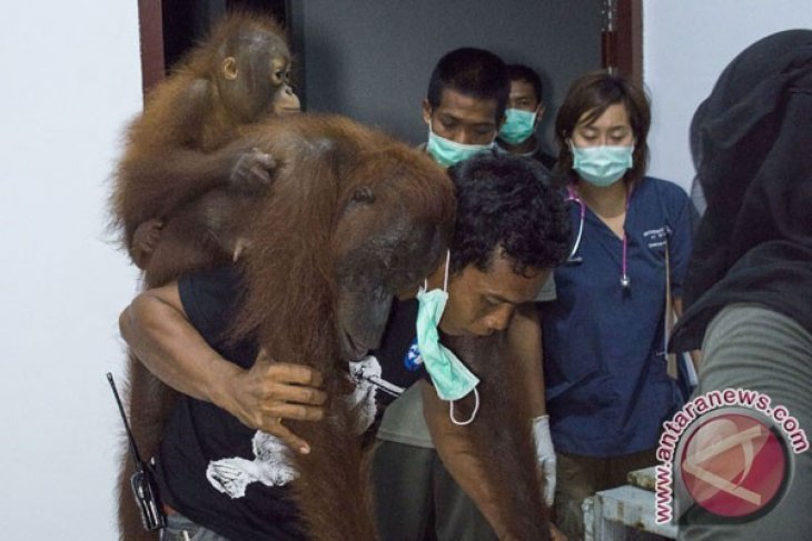Lepas Liar Orangutan