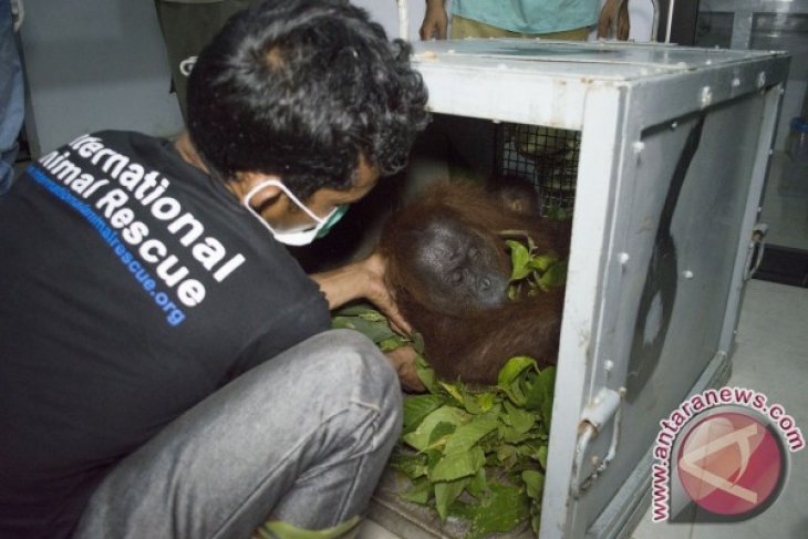 Pelepasanliar Orangutan ke TNGP