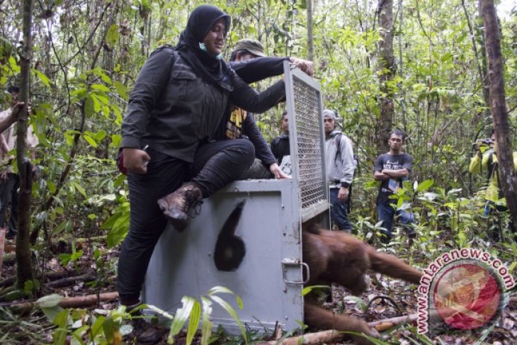 Pelepasanliar Orangutan ke TNGP