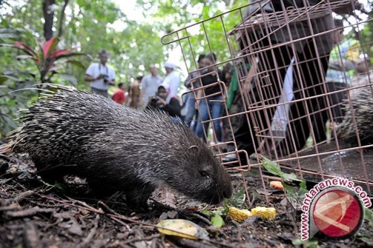 Bali Zoo Lepasliarkan Landak Jawa Langka