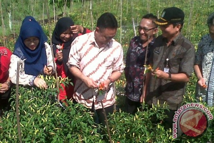 Panen Bawang Merah dan Cabai