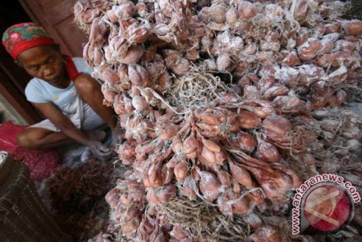 Petani Jual Bibit Bawang Merah