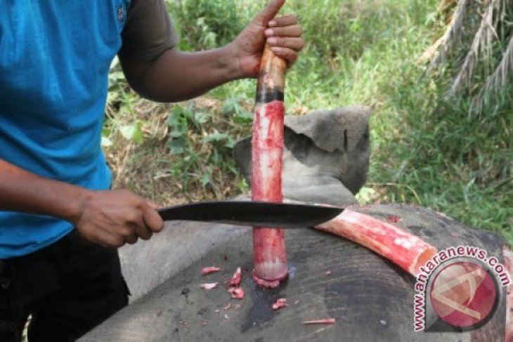 Amankan Gading Gajah