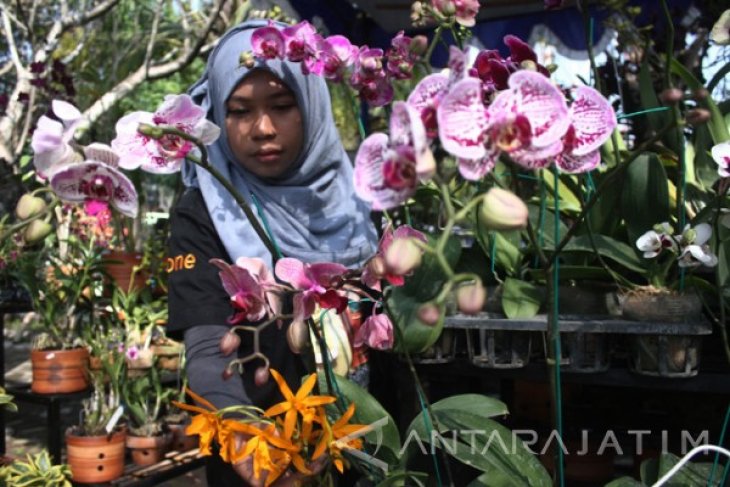 Kreatifitas Petani Anggrek