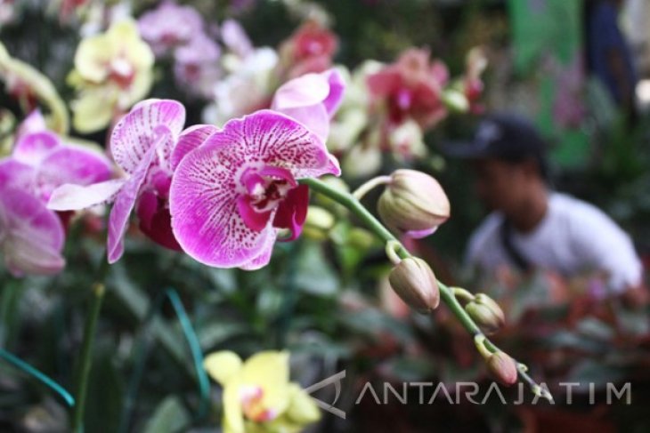 Kreatifitas Petani Anggrek