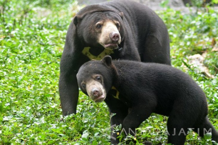Anak Beruang Madu TSI II