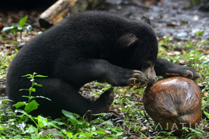 Beruang Madu TSSI II