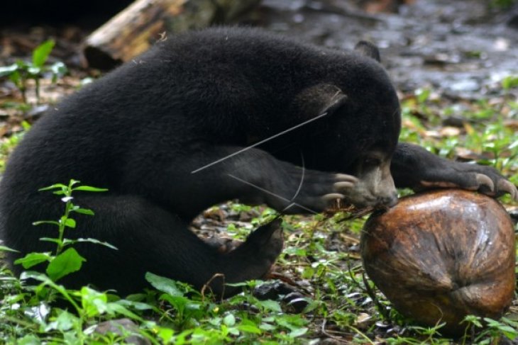 Anak Beruang Madu