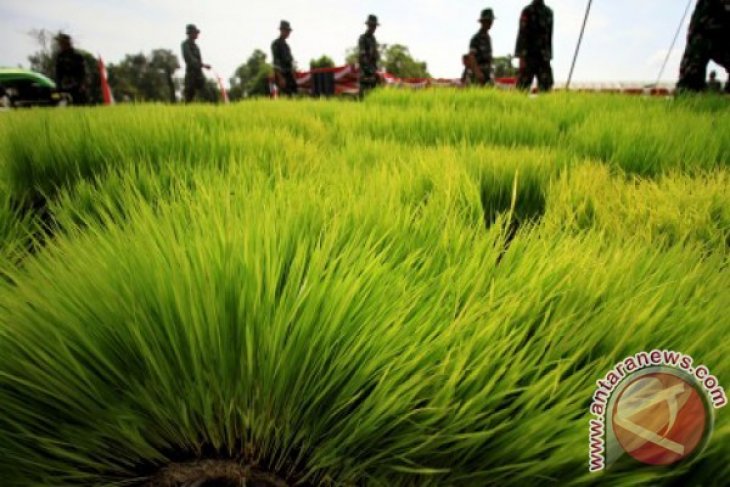 Tanam Padi Perdana Cetak Sawah Baru