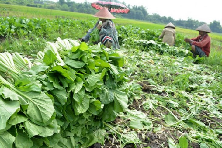 Harga Sayur Sawi Naik