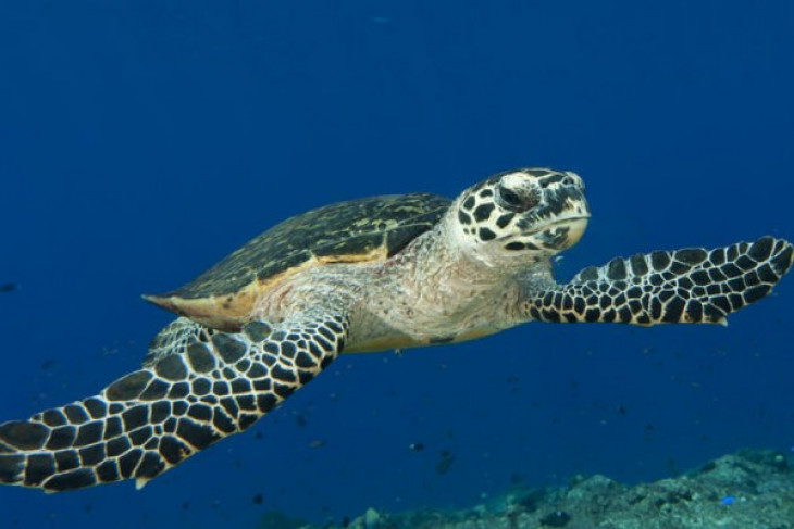 Abu Dhabi releases successfully 14 rehabilitated sea turtles