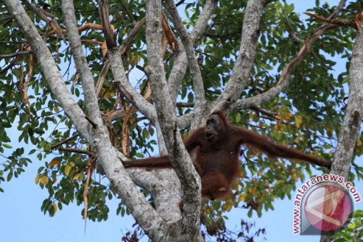 Orangutan Kalteng Kelaparan